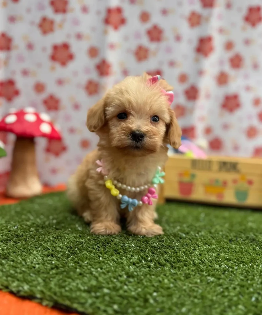 maltipoo