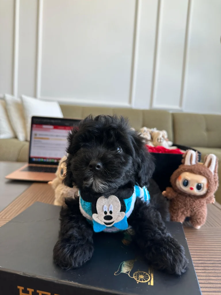 siyah-maltipoo